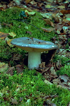 Charcoal burner fungus {Russula cyanoxantha} Surrey, UK
