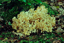 Cauliflower fungus {Sparassis crispa} UK