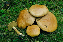 Bolete fungus {Suillus bovinus} UK