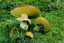 Slippery Jack fungus {Suillus luteus} UK