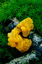 Yellow brain fungus {Tremella mesenterica} UK