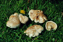 St George's mushroom {Tricholoma gambosum} UK