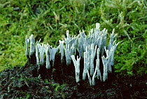 Candle snuff fungus {Xylaria hypoxolon} UK