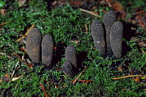 Dead man's fingers fungus {Xylaria polymorpha} UK