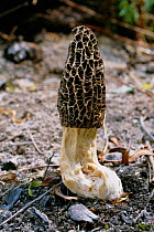 Black morel fungus {Morchella elata} Surrey, UK