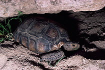 Desert tortoise at den site {Gopherus agassizi} Arizona, USA