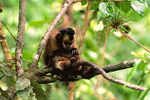 Large headed capuchin (Sapajus macrocephalus) monkeys grooming, Manu Cloud Forest, 1500m, Peru, South America