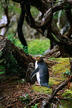 Yellow-eyed penguin & chick near nest {Megadyptes antipodes} Enderby Is, New Zealand