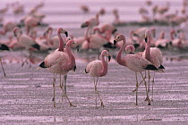 Andean flamingoes nesting {Phoenicoparrus andinus} Laguna Colorada, Bolivia, South America