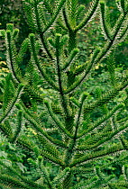 Close up of Monkey puzzle tree branches {Araucaria araucana} UK
