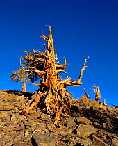 Bristlecone pine ancient tree {Pinus aristata} near Schuman Grove, White Mountains, USA