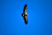 Indian white backed vulture in flight {Gyps bengalensis} Thar Desert, India