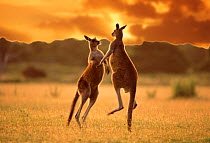 Male Eastern grey kangaroos boxing at sunset {Macropus giganteus} Australia. DIGITAL COMPOSITE
