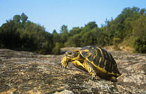 Hermann's tortoise {Testudo hermanni} walking over rock, France