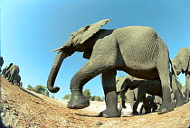 African Elephant herd on the move taken with remote controlled camera during filming of BBC wildlife television pogramme 'Elephants - Spy in the Herd' 2003