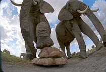Elephant using foot to explore dungcam - remotely controlled video camera used for filming BBC television programme 'Elephants - Spy in the Herd' 2003