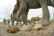 'Plopcam' - remotely controlled video camera disguised as dung, used to film elephant herd for BBC television film 'Elephants - Spy in the Herd' 2003