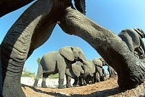 Wide angle shot of Elephant herd taken with remote control camera during filming of BBC television programme 'Elephants - Spy in the Herd' 2003