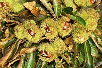 Sweet chestnut {Castanea sativa} seeds on forest floor, Wiltshire, UK, October, 1999