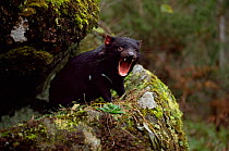 Tasmanian devil yawning {Sarcophilus harrisii} captive,Tasmania Australia.