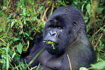 Mountain gorilla eating vegetation {Gorilla beringei} Parc National des Volcans NP Rwanda 1997