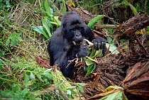 Mountain gorilla eating roots {Gorilla beringei} Parc National des Volcans NP Rwanda 1997