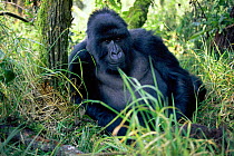 Male Mountain gorilla resting {Gorilla beringei} Parc National des Volcans NP Rwanda 1997
