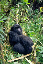 Male Mountain gorilla {Gorilla beringei} Parc National des Volcans NP Rwanda 1997