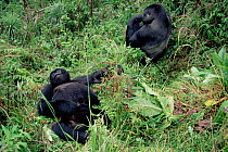Mountain gorilla family resting {Gorilla g beringei} Parc National des Volcans NP Rwanda 1997
