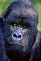 Male Mountain gorilla head portrait {Gorilla beringei} Parc National des Volcans NP Rwanda 1997
