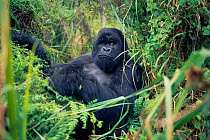 Male Mountain gorilla at rest {Gorilla beringei} Parc National des Volcans Rwanda