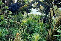 Juvenile Mountain gorilla in tree {Gorilla g beringei} Parc National des Volcans, Rwanda