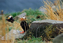 Tufted puffin collects nesting material {Lunda cirrhata} Talan Is, Sea of Okhutsk, East Russia