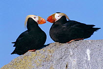 Tufted puffin pair in courtship {Lunda cirrhata} Talan Is, Sea of Okhutsk, East Russia