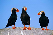 Tufted puffin pair (left) interrupted by individual (rt) {Lunda cirrhata} East Russia