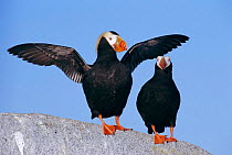 Tufted puffin pair in courtship {Lunda cirrhata} Talan Is, Sea of Okhutsk, East Russia