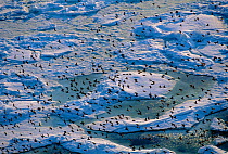 Crested auklet flock fly over packice {Aethia cristatella} Talan Is, Okhutsk Sea, E Russia