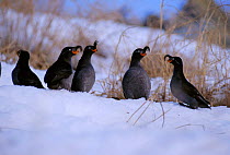 Crested auklets wait for snow to melt to expose nest sites {Aethia cristatella} E Russia