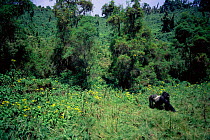 Silverback Mountain gorilla {Gorilla beringei} in Parc National des Volcans landscape, Rwanda