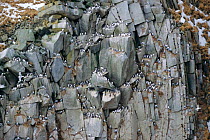 Common guillemot nesting colony on cliff {Uria aalge} Talan Is, Sea of Okhotsk, East Russia