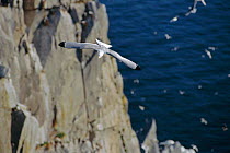 Kittiwake flying to nest colony on cliff {Rissa tridactyla} Talan Is, Okhotsk Sea, Russia