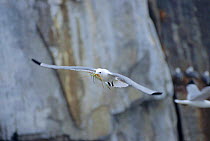 Kittiwake flying with nesting material {Rissa tridactyla} Talan Is, Okhotsk Sea, E Russia