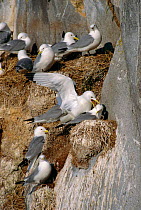 Kittiwakes mating at nest site {Rissa tridactyla} Talan Is, Okhotsk Sea, E Russia