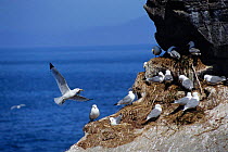 Kittiwake flying to nest with material {Rissa tridactyla} Talan Is, Okhotsk Sea, E Russia