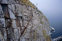 Kittiwake {Rissa tridactyla} and Common guillemot {Uria aalge} cliff nest colony, Talan Is, Russia