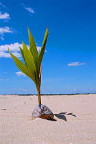 Coconut palm tree growing from seed washed up on beach, Cape York, Queensland, Australia