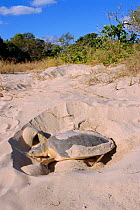 Flat backed turtle {Chelonia depressa} digging nest, Cape York Peninsula, Queensland