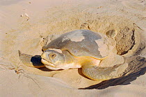 Flat backed turtle {Chelonia depressa} digging nest on beach, Crab Is, QLD, Australia Cape