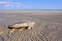 Flat backed turtle {Chelonia depressa} returns to sea, Crab Is, QLD, Australia Cape York