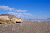 Flat backed turtle {Chelonia depressa} returns to sea, Crab Is, QLD, Australia Cape York